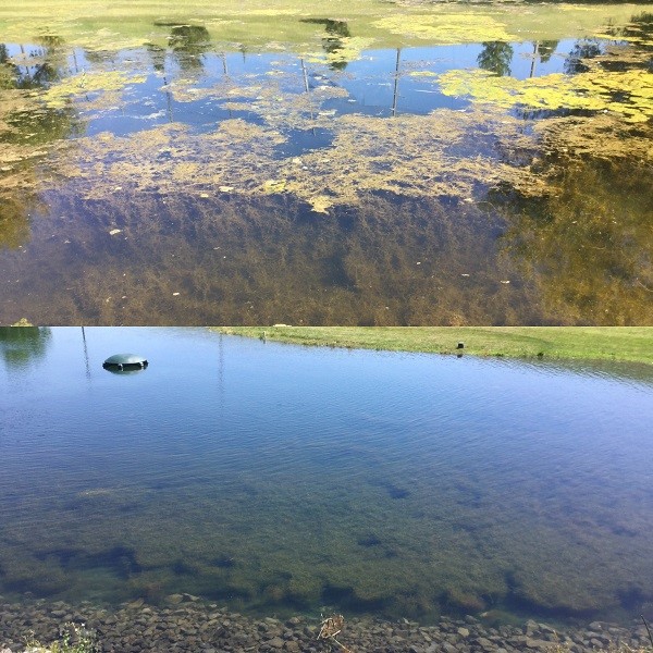 The murky waters before and cleaner watesr after Honu use at the U of I Golf Course